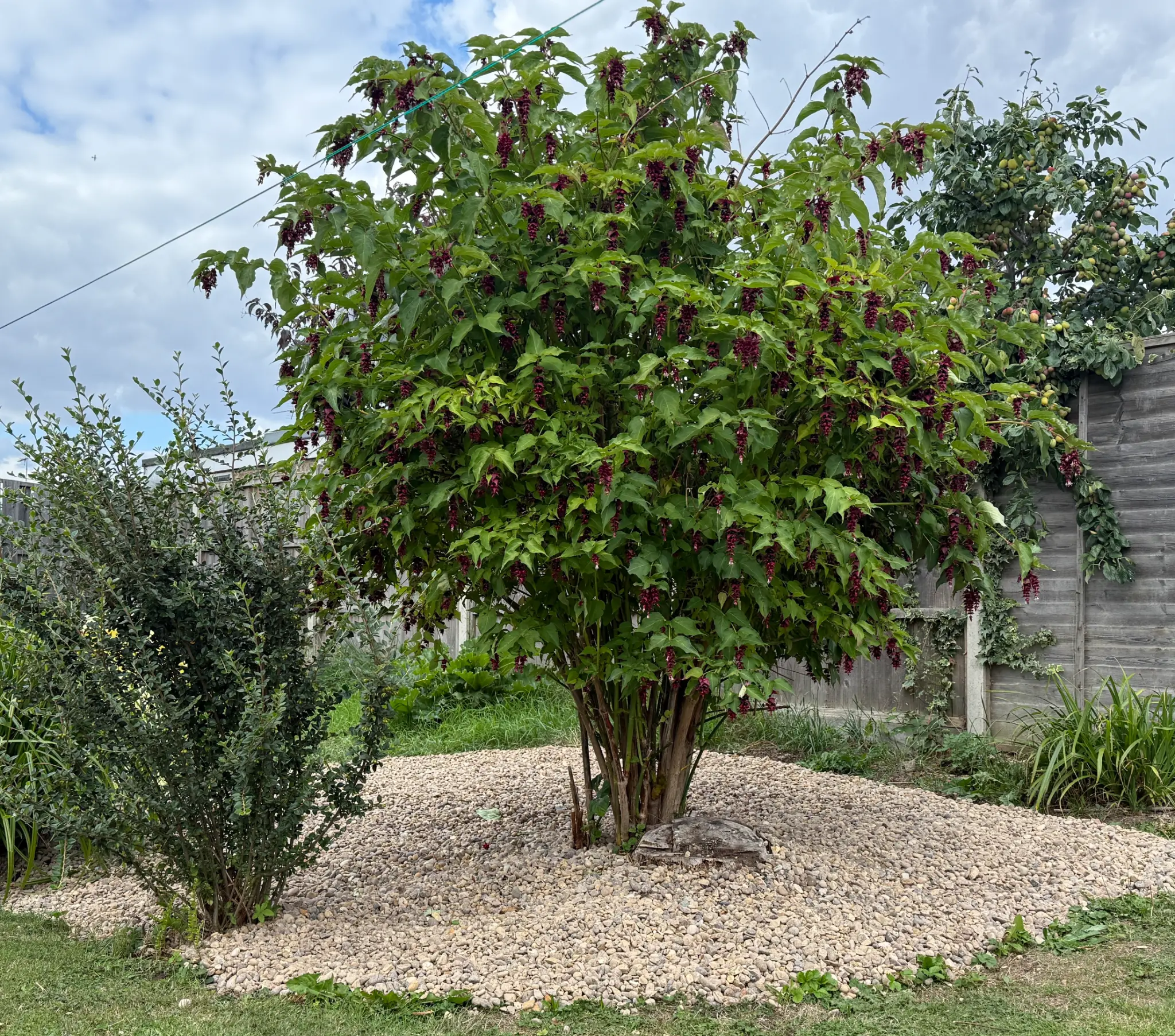 Beautiful garden by HOMELAWN