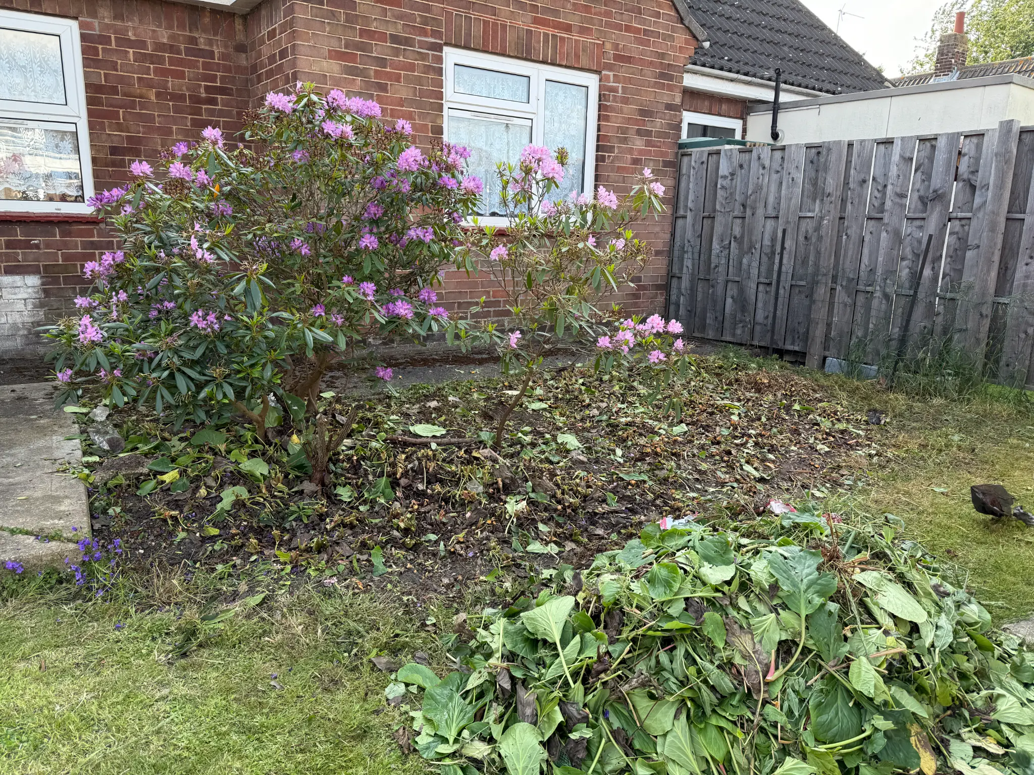 Weeds Removed