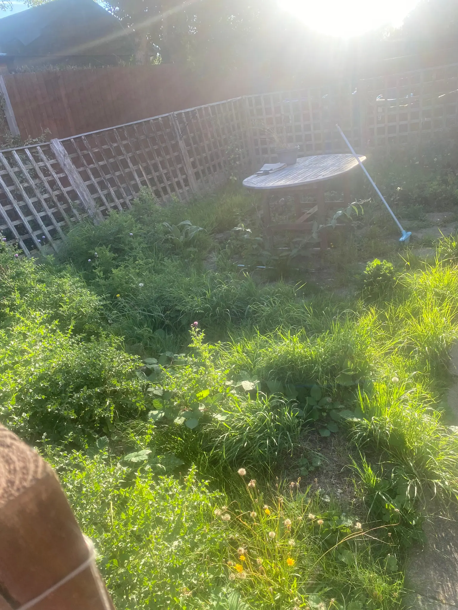 Before - overgrown garden
